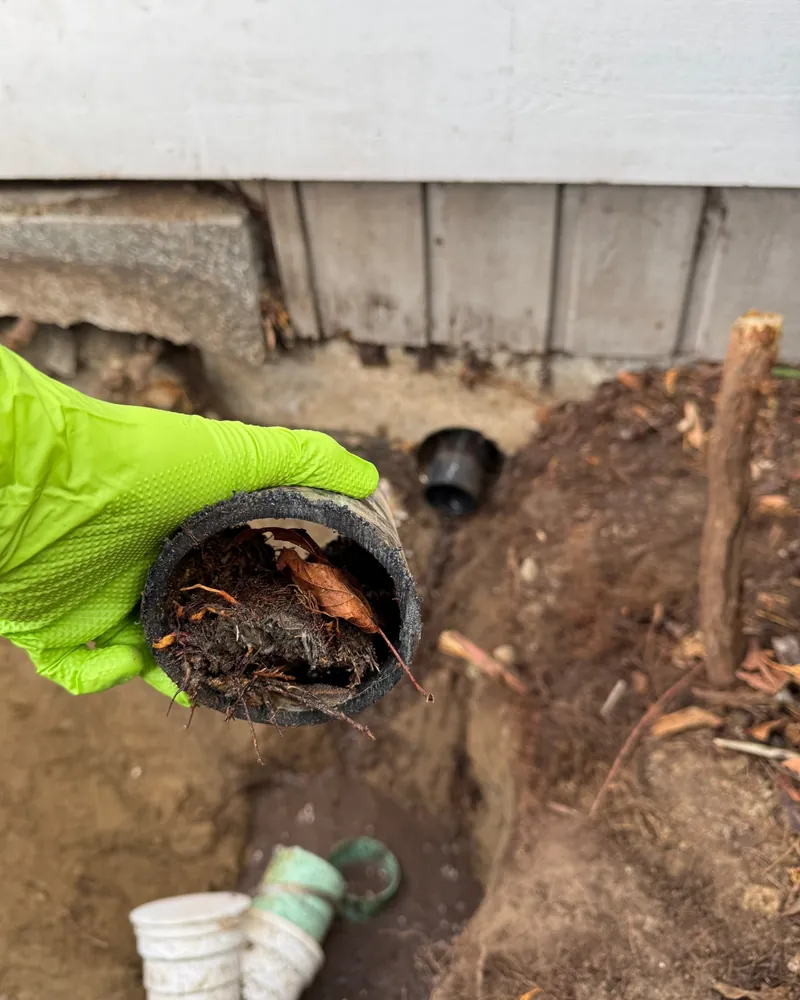 Roots pulled from a blocked drain line